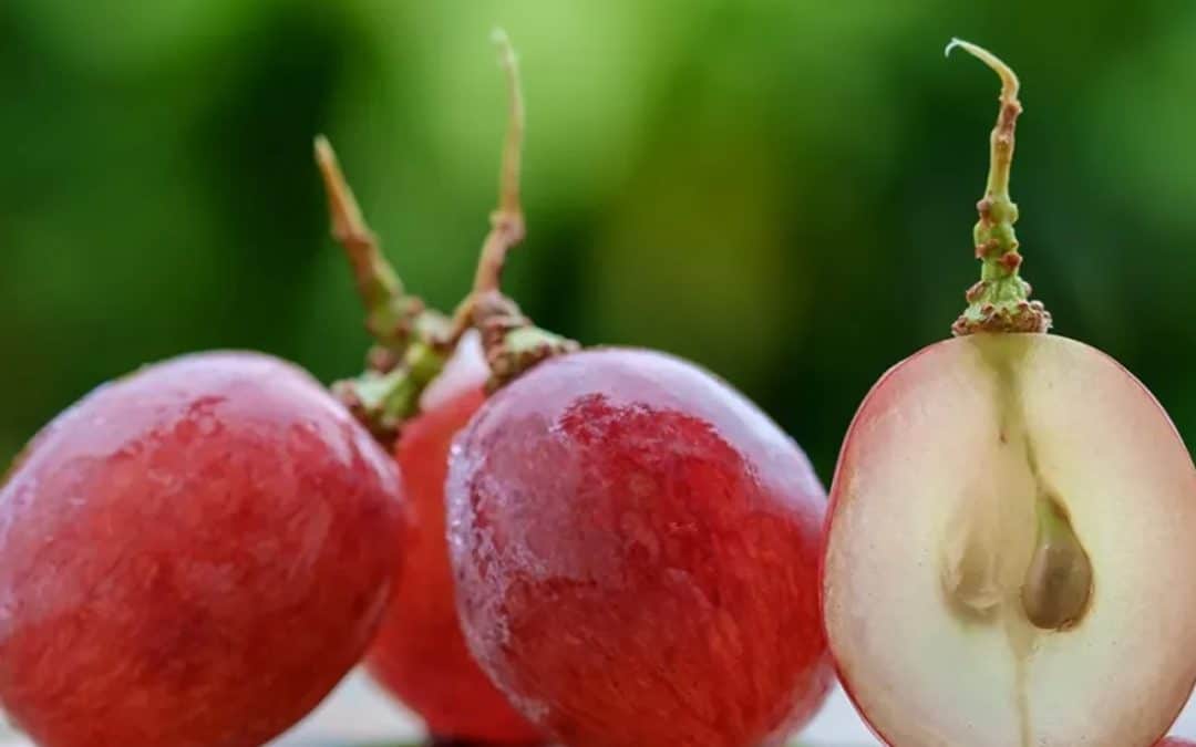 Bort készítesz? Néhány tanács szőlőmagozó gép választásához!