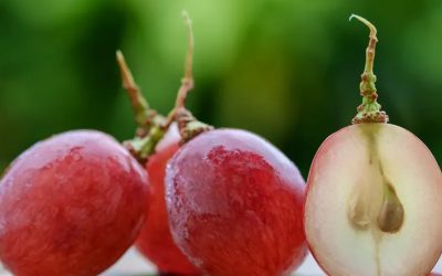 Bort készítesz? Néhány tanács szőlőmagozó gép választásához!