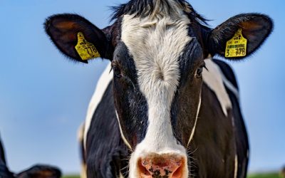 Mikor lehet esedékes a tejfeldolgozó gépek felújítása?