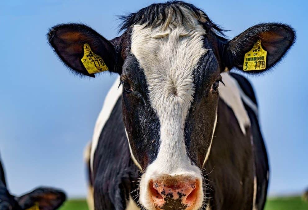 Mikor lehet esedékes a tejfeldolgozó gépek felújítása?