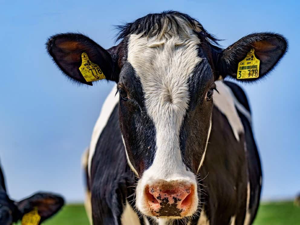 tejfeldolgozó gépek felújítása