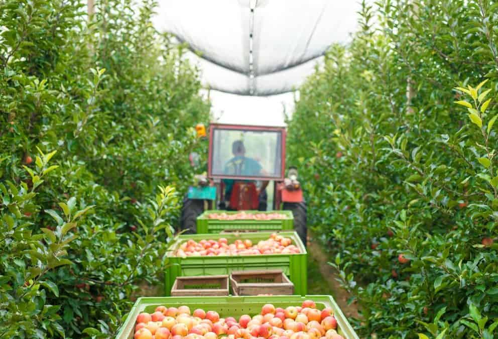 Élelmiszeripari gépek beszerzése: mit ronthatunk el könnyedén?