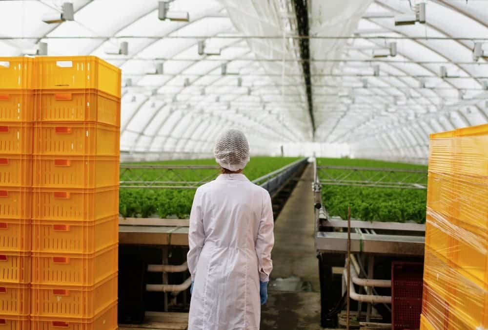 Három hasznos tipp zöldségfeldolgozó gépek felújítása előtt!