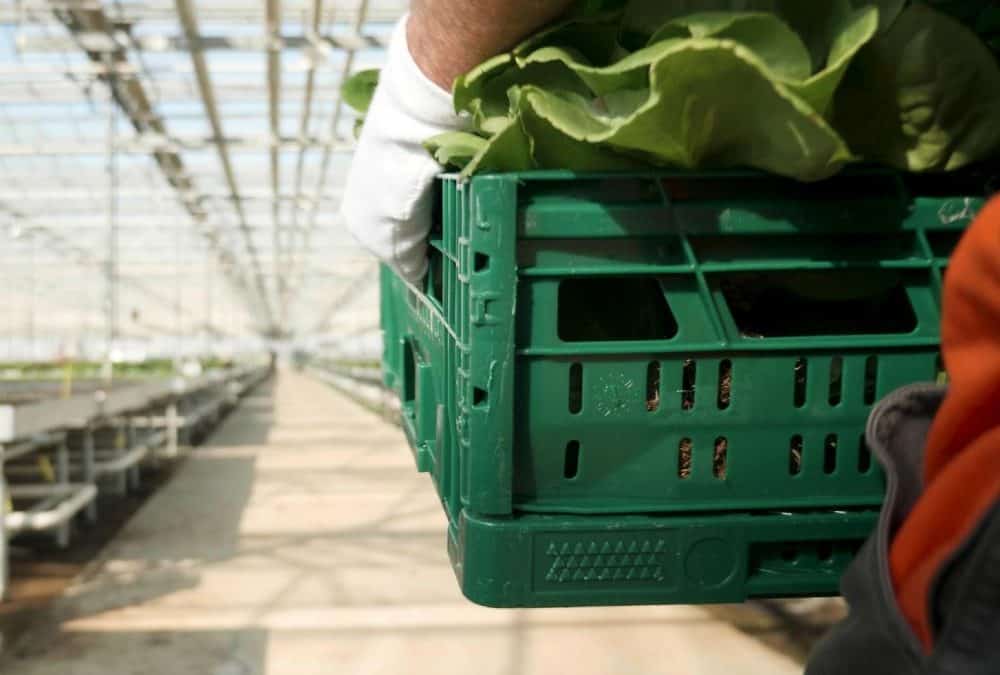 Mikor a legjobb döntés a zöldség-feldolgozó gép lízingelése a cégednek?