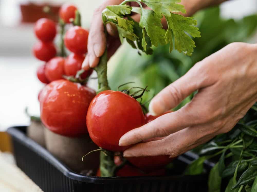 zöldségfeldolgozó gép bérlése