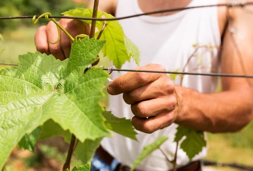 Egyedi borászati fémeszközök: mikor éri meg ilyenekkel dolgozni?