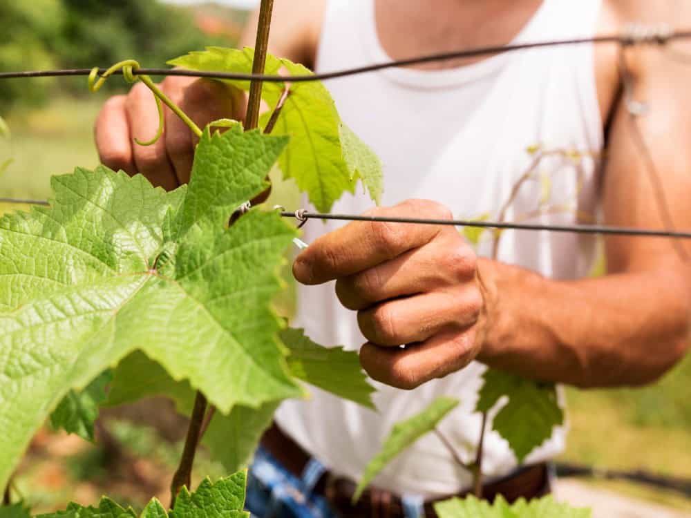 egyedi borászati fémeszközök