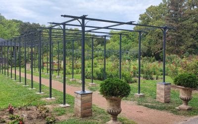 Ez is a mi munkánk: rózsafuttatók a Szegedi Tudományegyetem Füvészkertjében